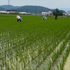 無農薬の田んぼ草取り風景