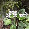 新緑の高尾山 2012.5.13