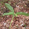 あずき菜の採り方、食べ方