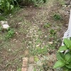 「天使が遊ぶ庭」　裏庭作りⅠ