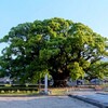 【風景】加茂の大クス［徳島県 東みよし町］