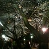 チドリ夜桜花見会2010