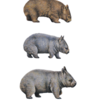 3種類のウォンバット！珍獣の中の珍獣の謎に迫る！