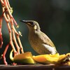 Yellow-spotted Honeyeater  コキミミミツスイ