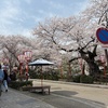 今週のお弁当と朝ごはんと金沢桜旅行