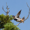 2019年8月24日の鳥撮り-長野県(1/2)