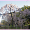 京都御所の桜 2024（その２）