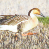 島根でほろ酔い？サカツラガン、出雲に飛来