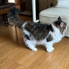 ボンたんロス