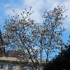 JR川崎駅西口付近で見た「オカメ桜」等美しい花達！！