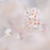 望遠で撮る桜