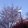 気づいたら桜が満開でふふふーん♪