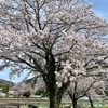 大きな桜（4/6）