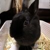 しぐれちゃんの飼い主が、新年度を前に思うこと。