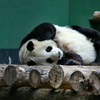 中国 パンダ 抱っこ ツアー