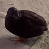 ふびんな孫