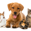 Pet Insurance Market Report 2022-2027 | Share, Analysis, Trends, Size, Growth and Forecast