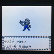 色違いポケモン紹介 Vc産バルキー 自由に生きてあそblog 色違いポケモン紹介 Vc産バルキー 自由に生きてあそblog