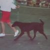 FLAT-COATED RETRIEVER
