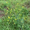 野生の菜の花の野菜化計画、冬雑草クオリティによる美味しさ出るか？ともあれ、タネを収穫。