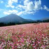 花の駅「生駒高原」ピンクのコスモス