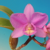 Cattleya  nobilior`Mk Dog' SM/IOK