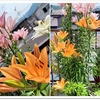 百合の花と屋上菜園