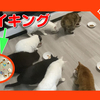 猫の日特別企画　猫のための「ディナーバイキング」Dinner buffet for cats.