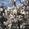 桜を見てふと思ったが…