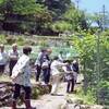 日高川町美山地区でイタドリ栽培が軌道に乗る　〈2017年6月1日〉