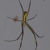７月の気温、史上最高を更新