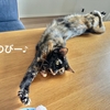 そろそろだとは思っていましたが…（涙）