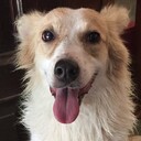 ノラ犬キジ姫の気になるデリー