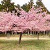 桜絨毯すごすぎw