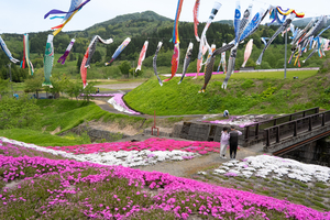 ピンクや紫の花のじゅうたん　上越市板倉区のシバザクラまもなく見頃
