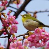 河津桜とメジロ