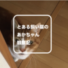 我輩はソラである | とある飼い猫の赤ちゃん観察記