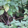 アオハウチワドリ Yellow-bellied Prinia