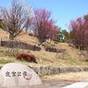 梅林も咲き揃い
