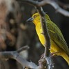 オオコガネハタオリ(African Golden Weaver)