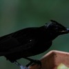 Victoria's Riflebird  コウロコフウチョウ