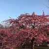 代々木公園の桜🌸