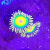 楽しいマリンアクアリウムの世界。趣味で水槽の中に花畑を作る