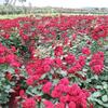 赤いバラ　：　茨城県フラワーパーク