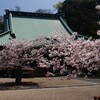 鎌倉桜巡り２　妙本寺の桜と海棠