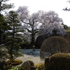 曼陀羅寺　満開の弥陀桜　（愛知県江南市）