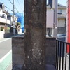 横根の庚申様（世田谷区桜丘1丁目・路傍）東京23区の庚申塔 #247
