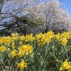 スイセンと桜　子供と花見②