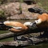 動物園裏の野鳥を紹介（２０２０　０６０６）その１。