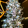 東京タワークリスマスツリー